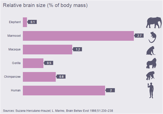 Illustration for article titled Por qué la inteligencia tiene muy poco que ver con el tamaño del cerebro